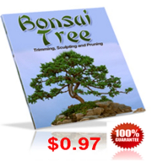 Product picture Bonsai Tree